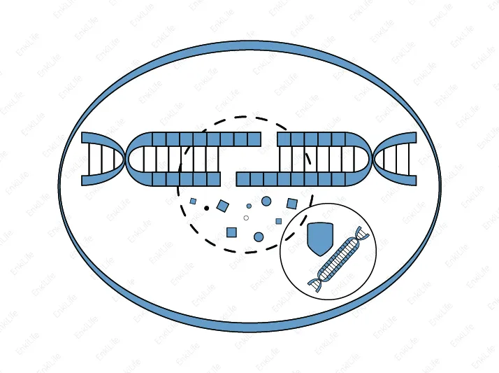 DNA damage response and repair